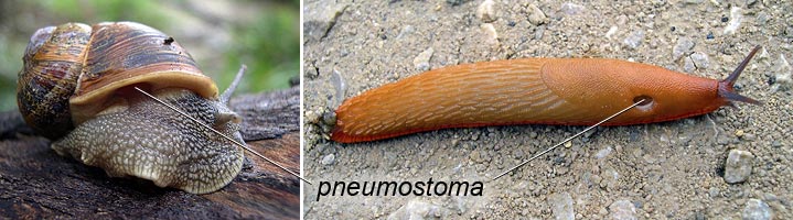 Pneumostoma en un caracol terrestre y una babosa