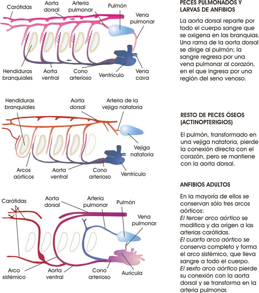 Relaciones entre los aparatos circulatorio y respiratorio en diversos grupos de vertebrados