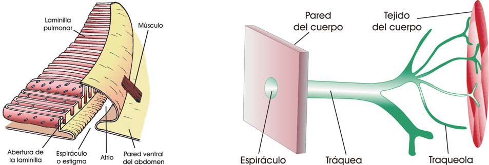 Filotráques y tráqueas