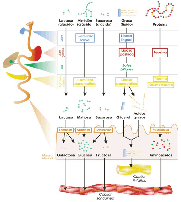 Digestión química en mamíferos