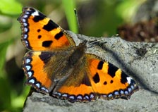 Mariposa ortiguera