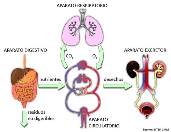 Aparatos implicados en la nutrición animal