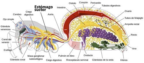 Anatomía interna de una araña