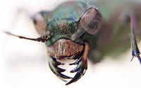 Cicindela campestris