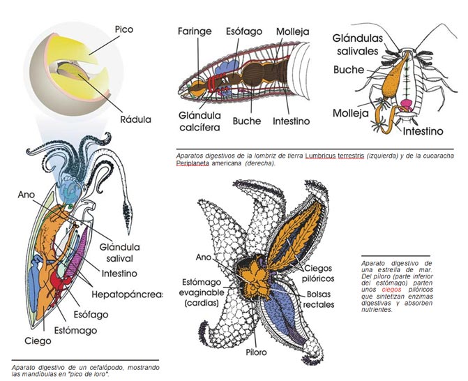 Aparato digestivo en invertebrados