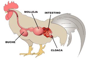 Aparato digestivo de un ave