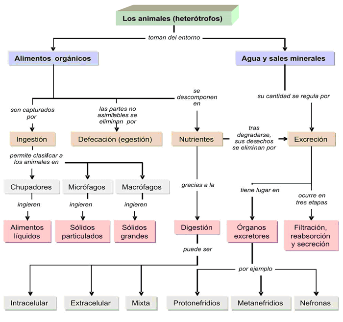 Mapa conceptual