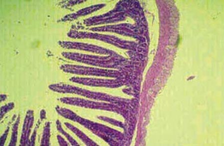 Mucosa del tubo digestivo