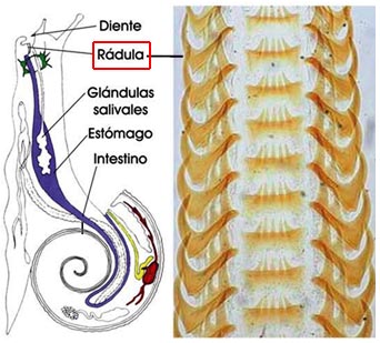 Rádula de caracol