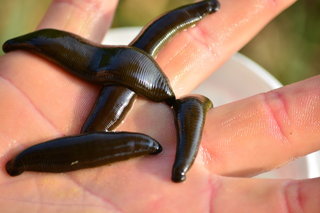 Sanguijuelas (Hirudo medicinalis)