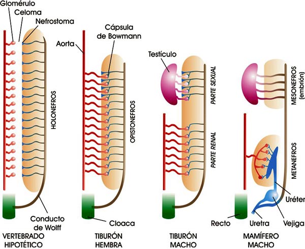 El modelo de riñón en los vertebrados