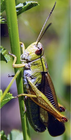 Ortóptero, un insecto fitófago.