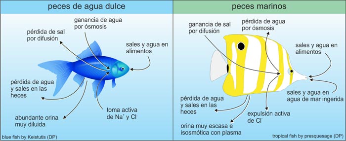 Intercambio de agua y sales en peces