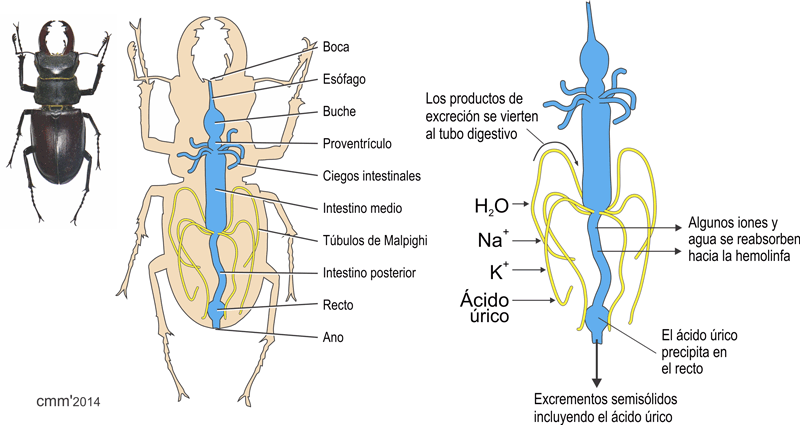 Túbulos de Malpighi en insectos