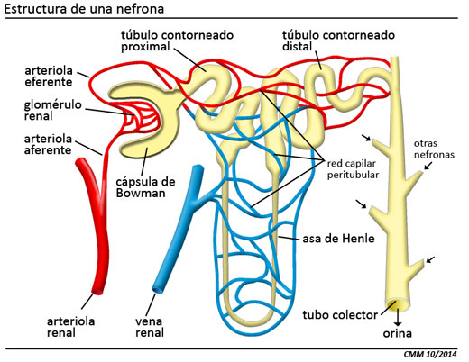 Estructura de la nefrona