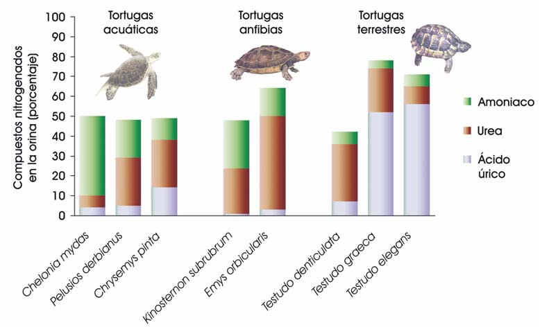 Eliminación de nitrógeno en tortugas