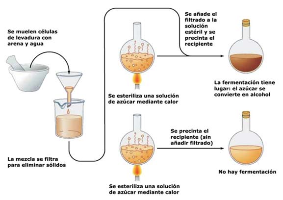 Esquema del experimento de Buchner