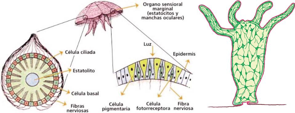 Sistema nervioso de los Cnidarios