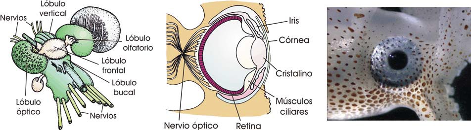 Cerebro y ojo de un pulpo