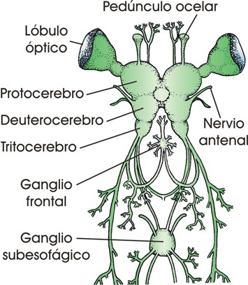 Sistema nervioso de un saltamontes