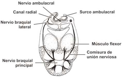 Sistema nervioso de un crinoideo