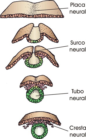 Formación del tubo neural