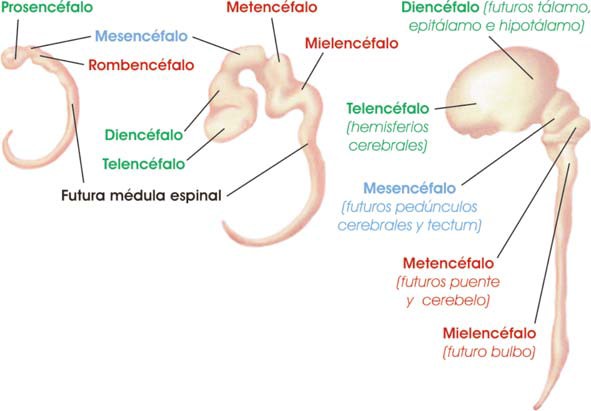 Desarrollo embrionario del tubo neural