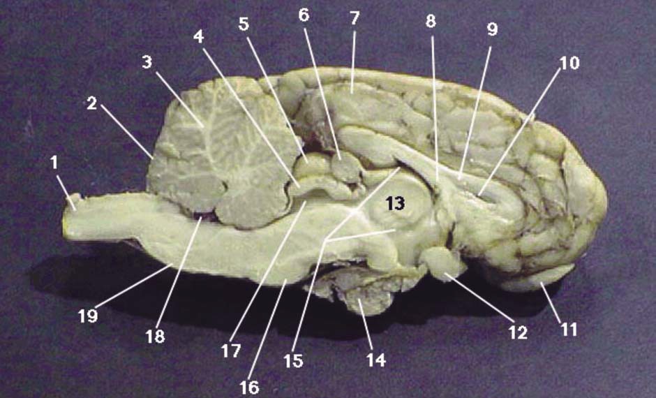 Sección sagital de encéfalo de cordero