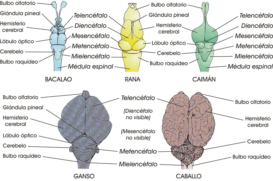 Vista dorsal del encéfalo en diferentes especies de vertebrados