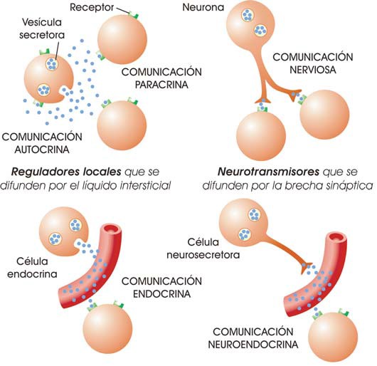 Comunicación hormonal