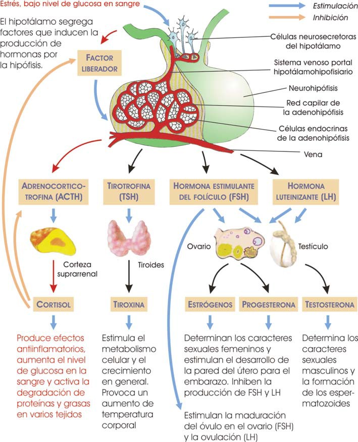 Hormonas de la adenohipófisis