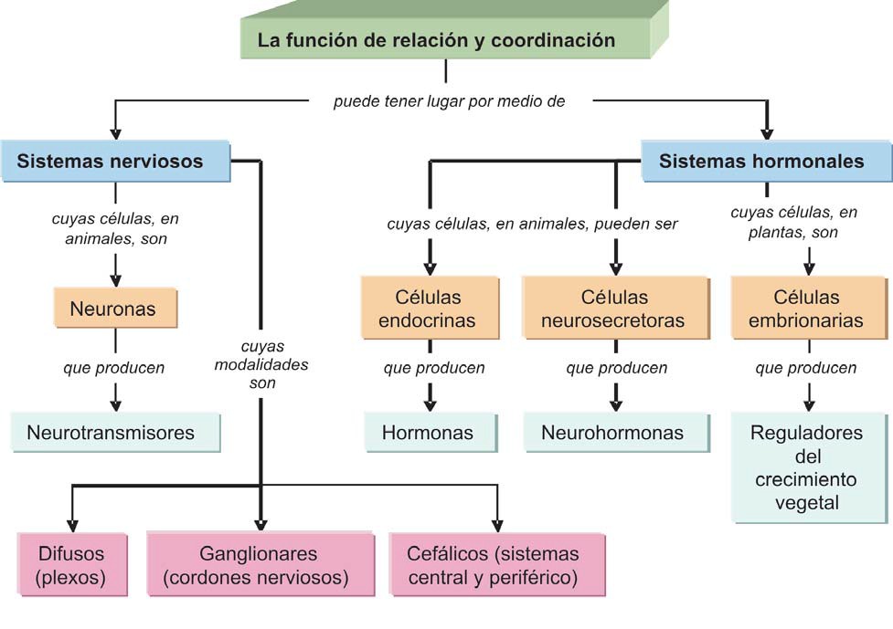 Mapa conceptual