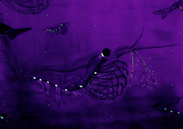 Krill bioluminiscente