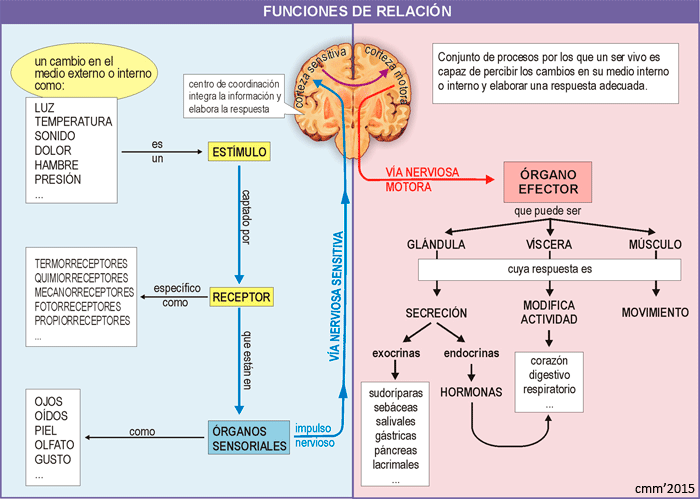 Funciones de relación