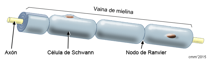 Axón con mielina