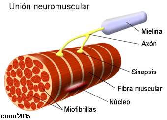 Unión neuromuscular