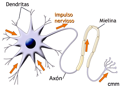 El impulso nervioso es unidireccional