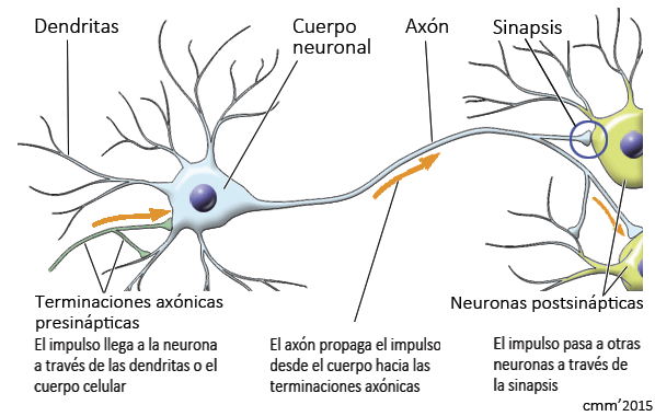 Neuronas