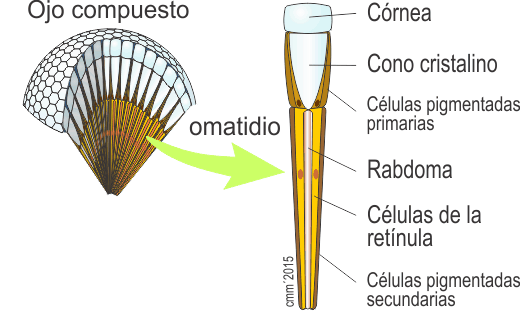 Estructura de un ojo compuesto