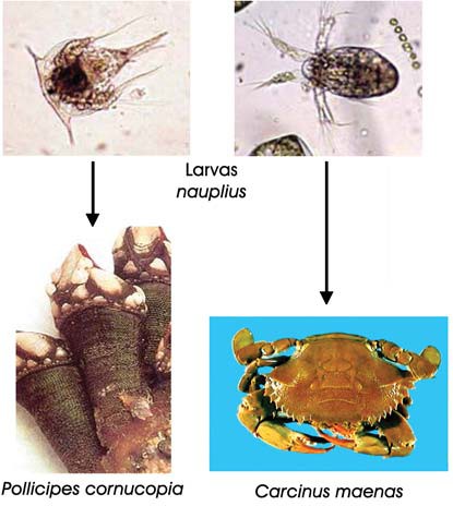 Formas larvarias similares de los crustáceos