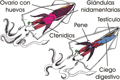 Órganos reproductores del calamar