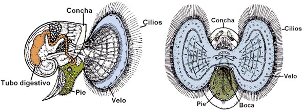 Larva velígera