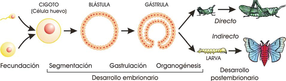 Etapas del desarrollo embrionario