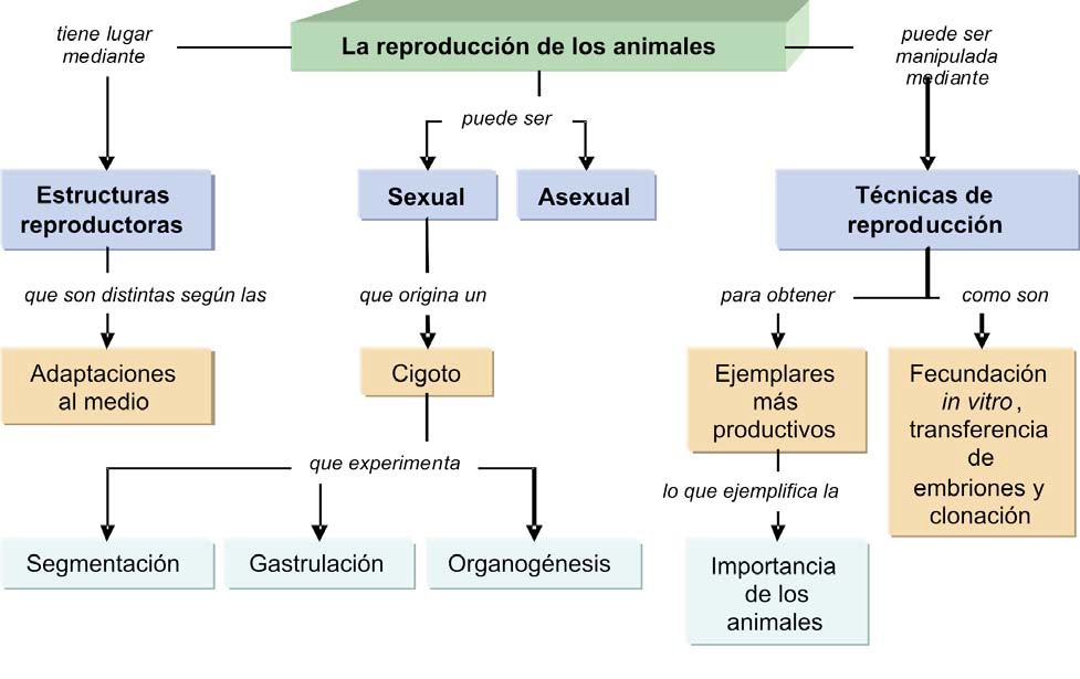 Mapa conceptual