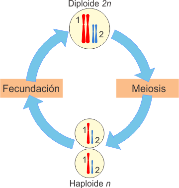 Fecundación y meiosis