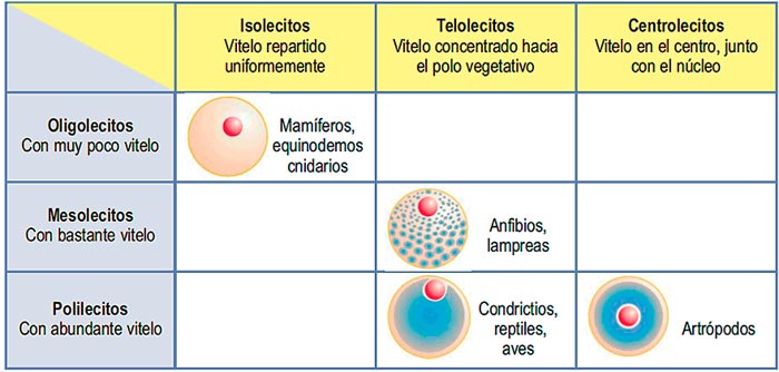 Tipos de huevos