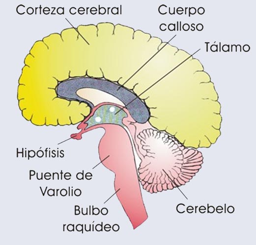 Sección del encéfalo humano