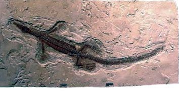 Mesosaurus