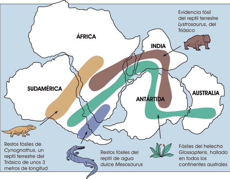 Distribución de algunos reptiles triásicos