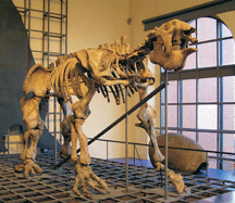 Megatherium americanum